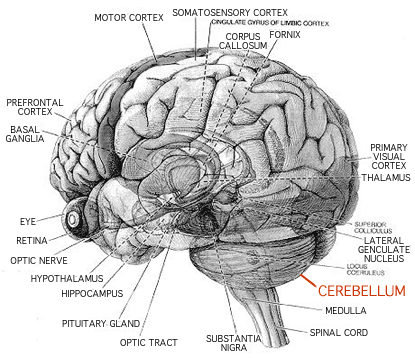 Brain Atlas - Cerebellum Ataxia MSA